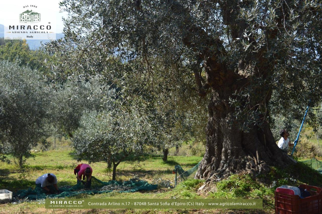 Agriturismo Miracco Atanasio Franco "Il Maniero" Santa Sofia d'Epiro 외부 사진