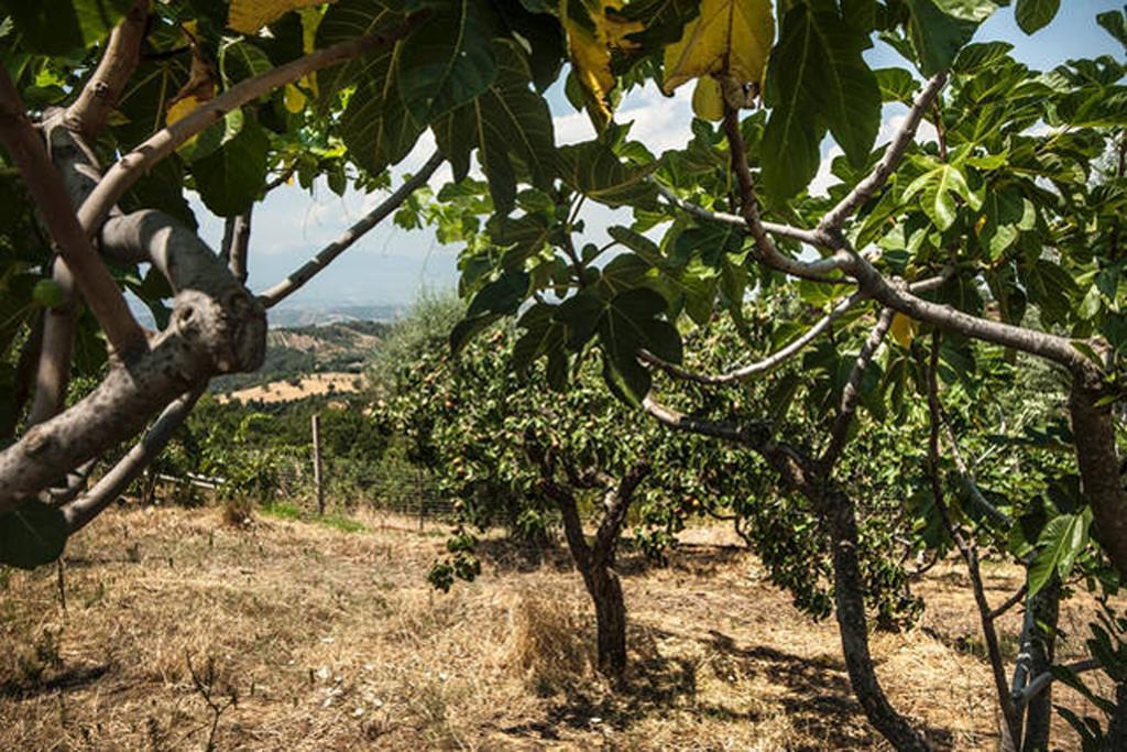 Agriturismo Miracco Atanasio Franco "Il Maniero" Santa Sofia d'Epiro 외부 사진