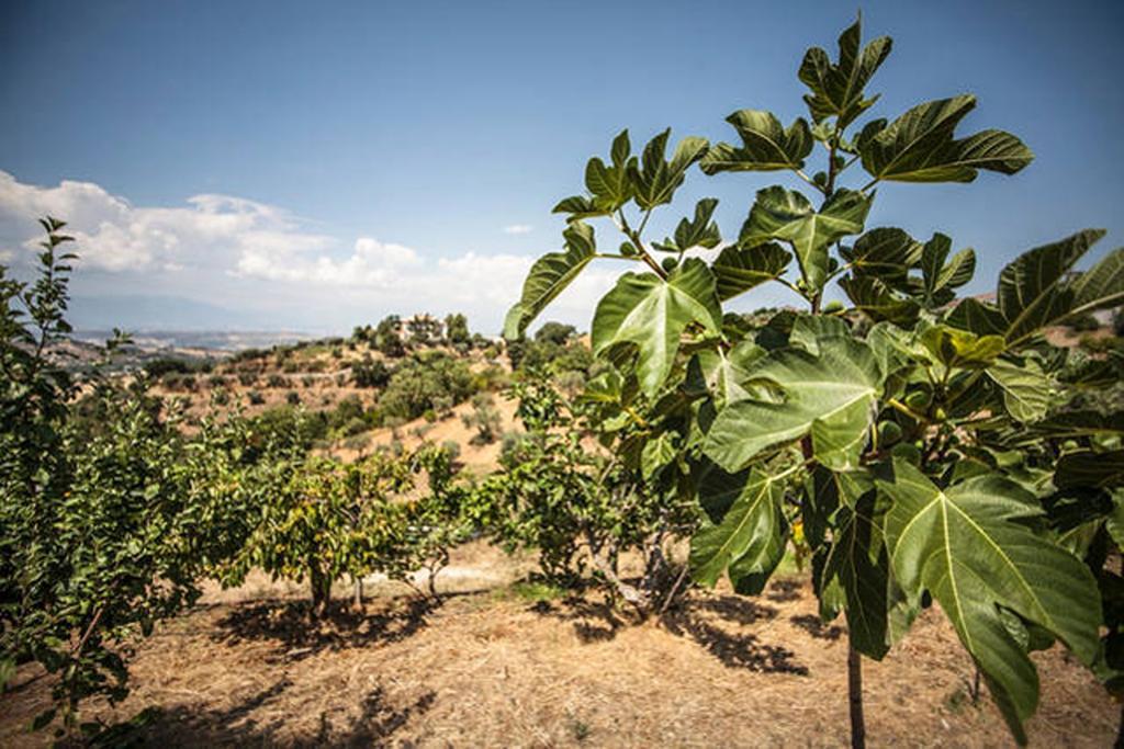 Agriturismo Miracco Atanasio Franco "Il Maniero" Santa Sofia d'Epiro 외부 사진