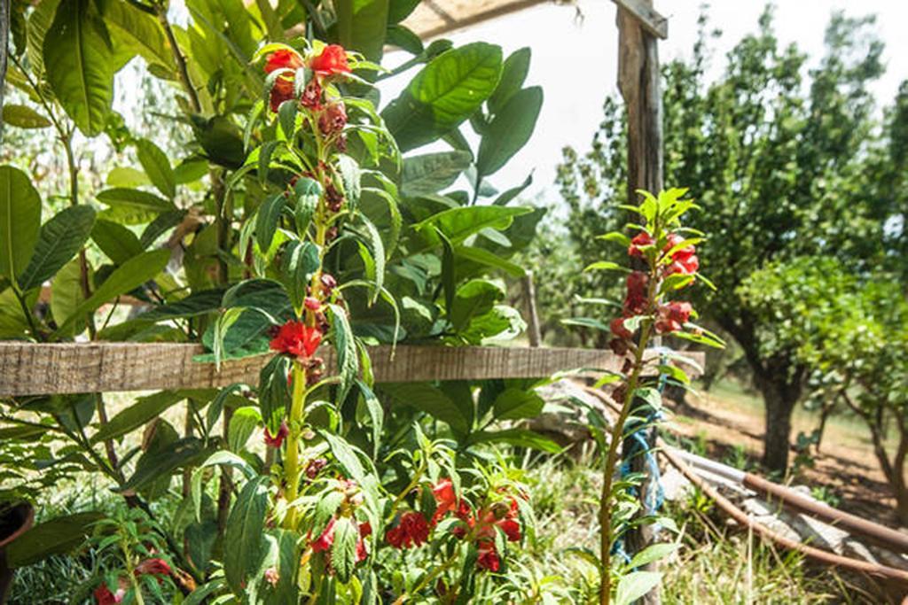 Agriturismo Miracco Atanasio Franco "Il Maniero" Santa Sofia d'Epiro 외부 사진