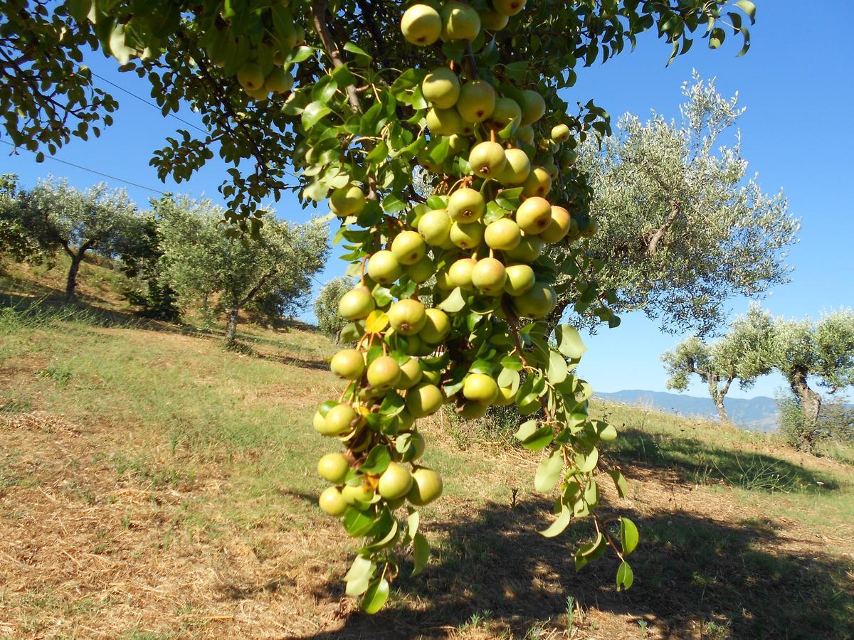 Agriturismo Miracco Atanasio Franco "Il Maniero" Santa Sofia d'Epiro 외부 사진